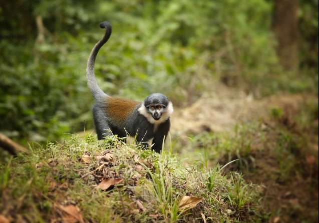 L`hoest`s monkey bwindi impenetrable forest